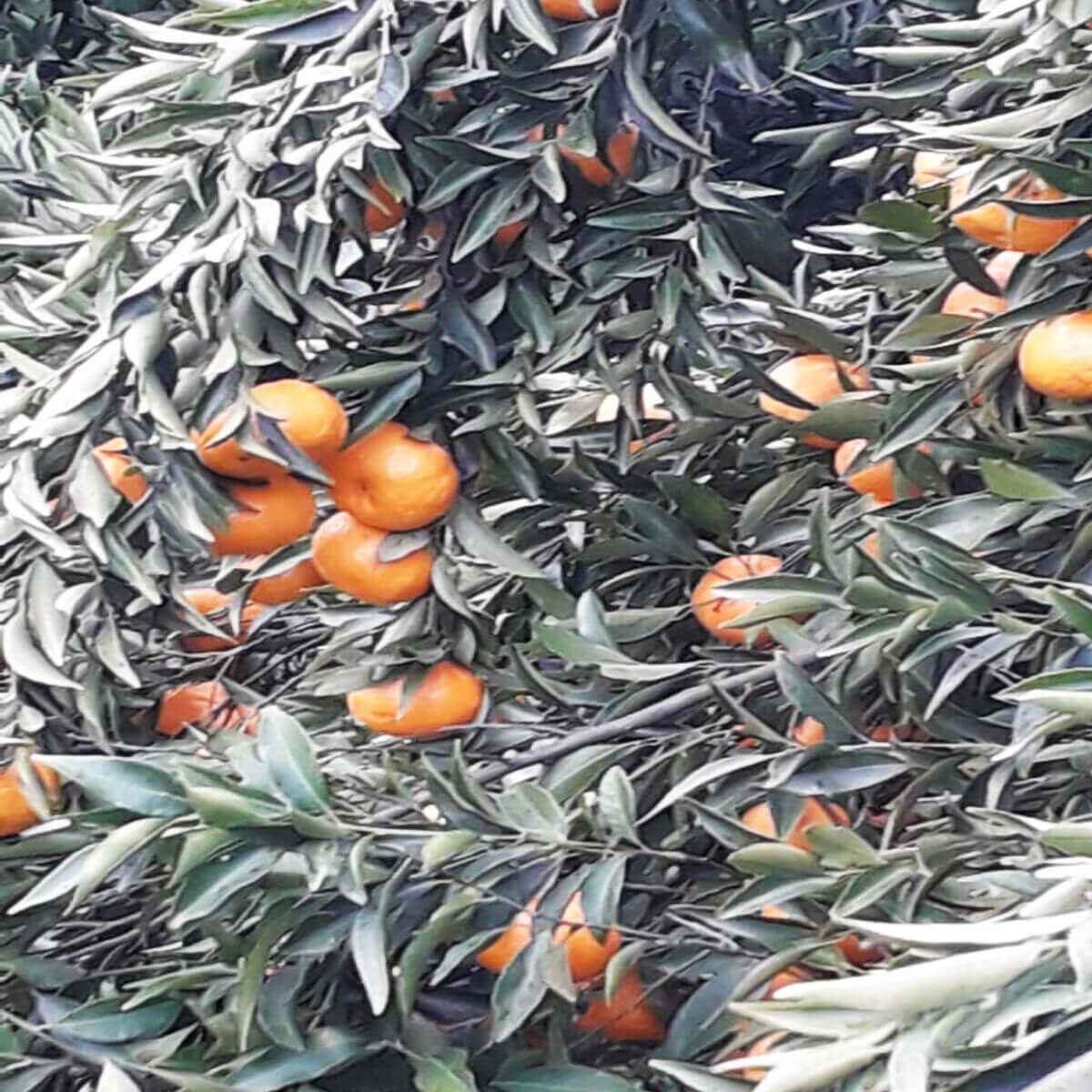 Albero Mandarine